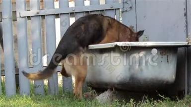 有趣的<strong>狗喝水</strong>